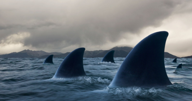 Predators - Cover Art